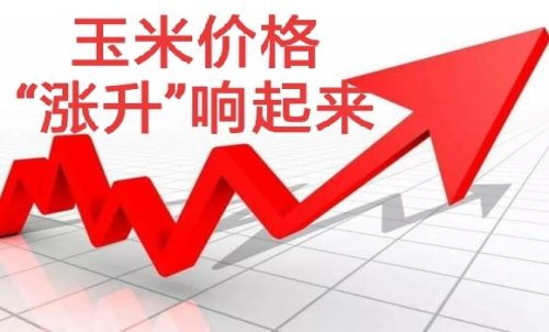 做玉米期貨盈利難嗎？玉米期貨漲5